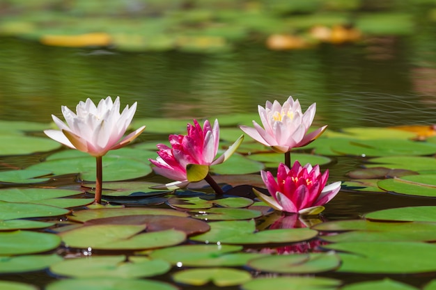 Waterlily nello stagno del giardino