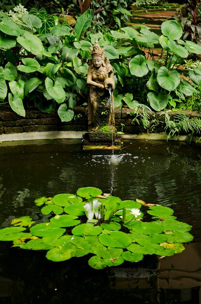 Foto waterlily in het meer