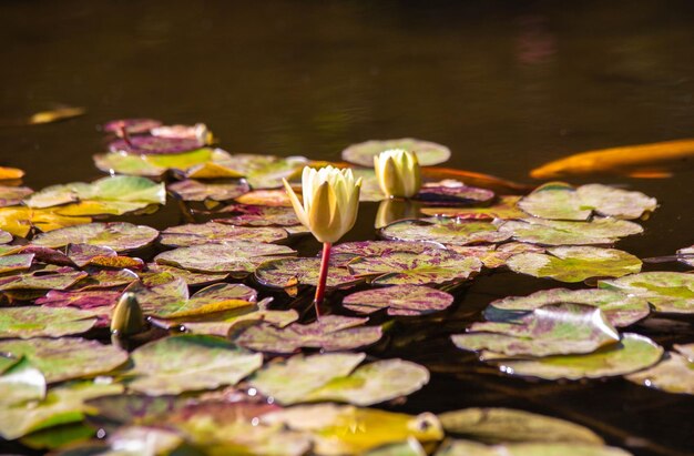 Foto waterlily in het meer