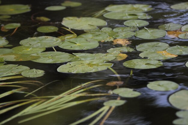 Foto waterlily in het meer