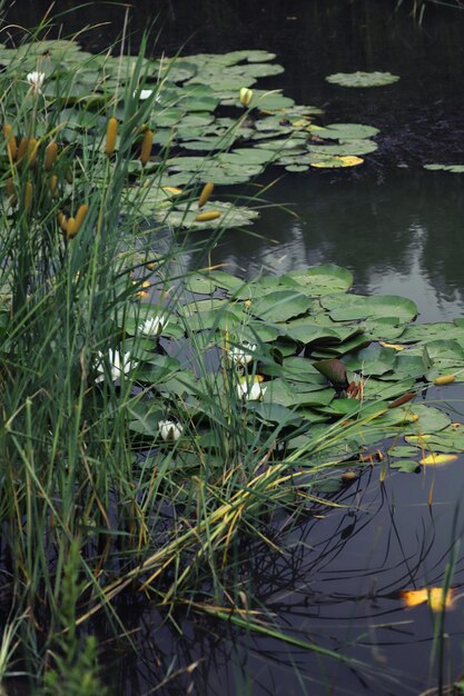 Foto waterlily in het meer