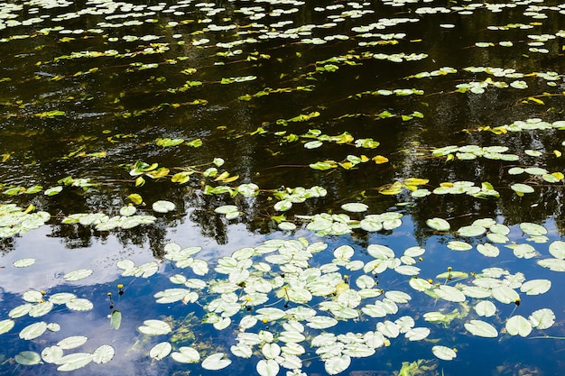 Waterlily leaves in dark water of forest river