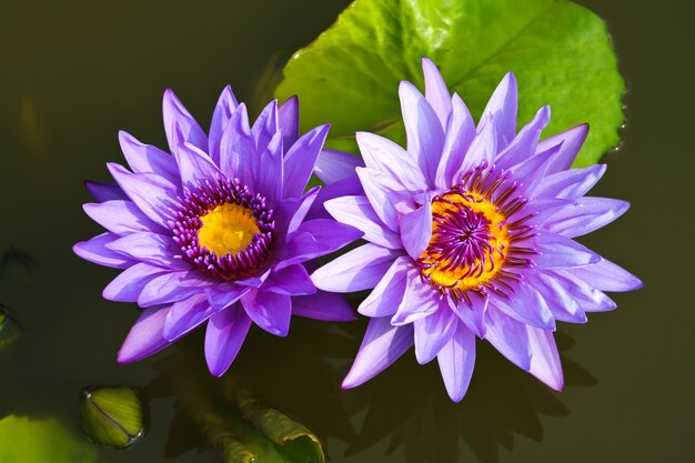 Waterlily or Lotus Flower in pond.