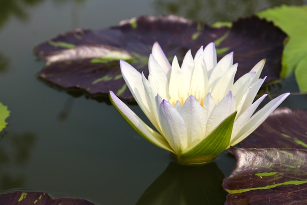 Waterlily or Lotus Flower in pond.
