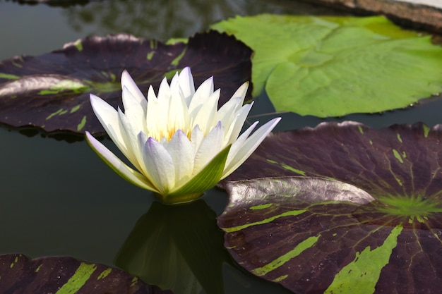 Waterlily or Lotus Flower in pond.