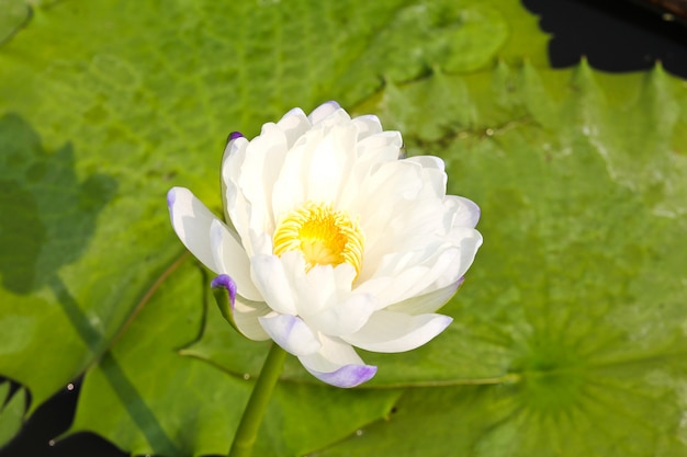 Waterlily or Lotus Flower in pond.