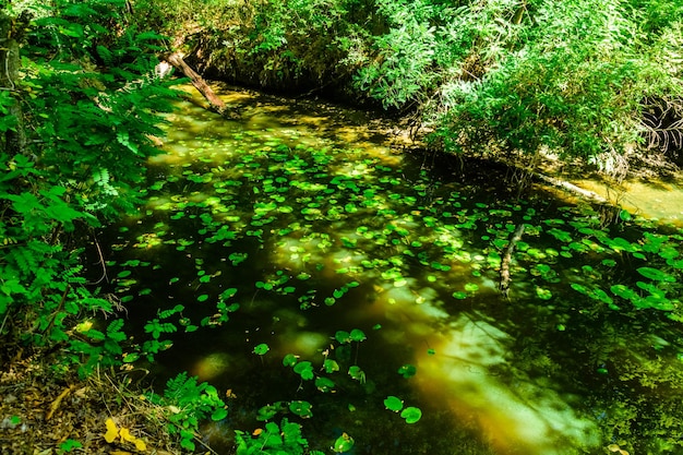 Waterlily pads op een oppervlak van het meer in het bos