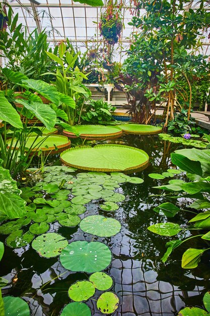 Foto piscina di gigli d'acqua con più gigli all'interno della serra