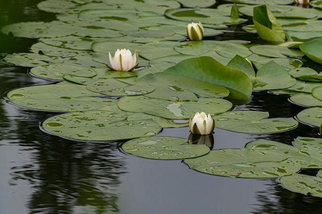 Waterlilymeer in het kasteelpark van Keszthely
