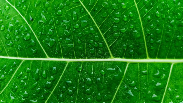 Photo waterly leaf texture detailed