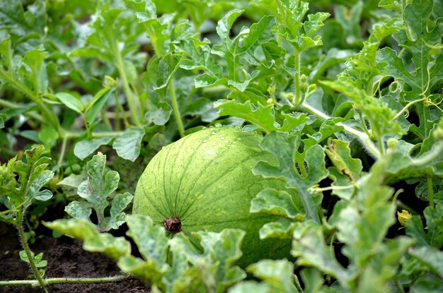 Watermeloen dauwdruppels groeien in de tuin na de regen