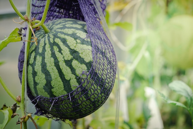 Watermeloen groeien in de tuin