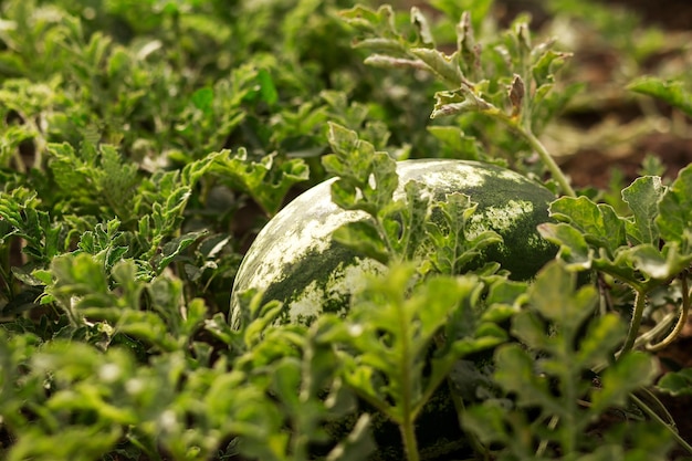 Watermeloen in de tuin in de bladeren Landbouw agronomie-industrie