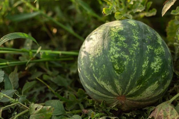 Watermeloen in de tuin in de bladeren Landbouw agronomie-industrie