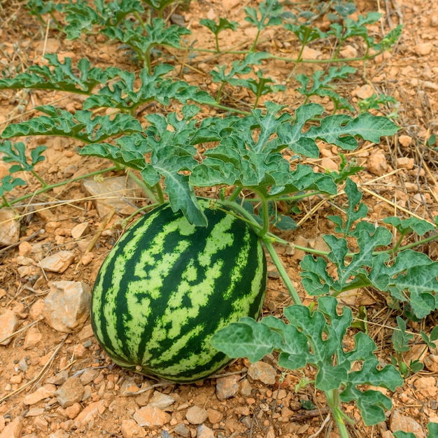 Foto watermeloen in de tuin