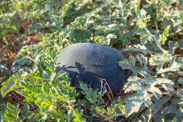 Watermeloen in het veld