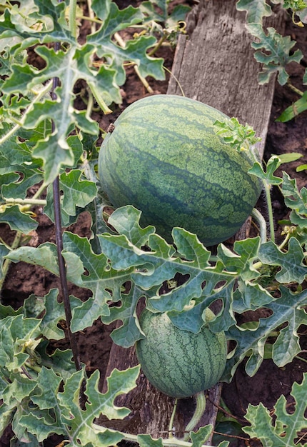 Watermeloen op een groene watermeloenplantage in de zomer landbouwproduct bovenaanzicht