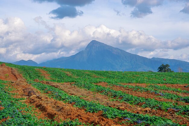 Watermelon farming area in the south of Thailand Watermelon farm Watermelon field