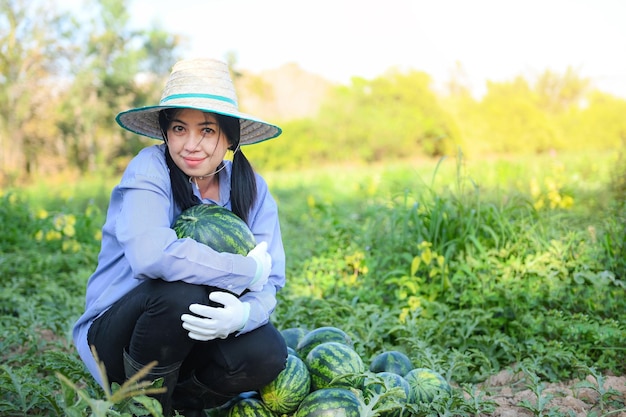 Agricoltore del giardiniere della donna del campo dell'anguria che raccoglie i cocomeri nel campo con la fattoria dell'anguria del giardino di agricoltura della frutta fresca dell'anguria con la pianta dell'albero della foglia