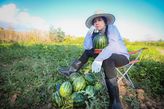 Watermelon field woman gardener farmer harvesting watermelons in the field with fresh watermelon fruit agriculture garden watermelon farm with leaf tree plant