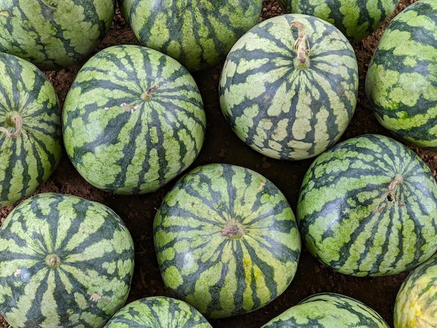 Watermelon fruit on the ground