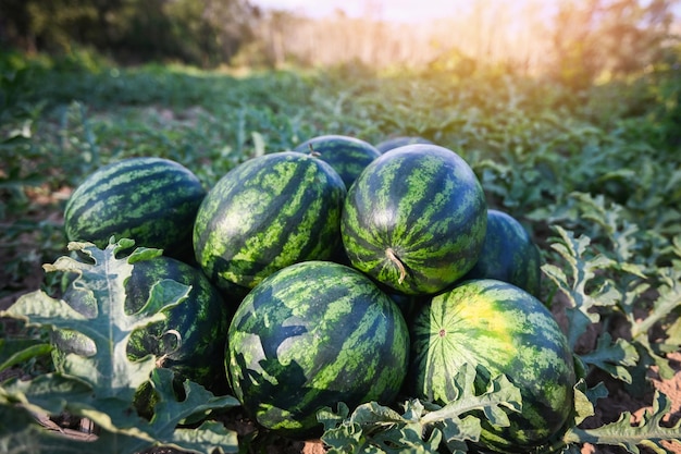 Watermelon fruit in watermelon field fresh watermelon on ground agriculture garden watermelon farm with leaf tree plant harvesting watermelons in the field