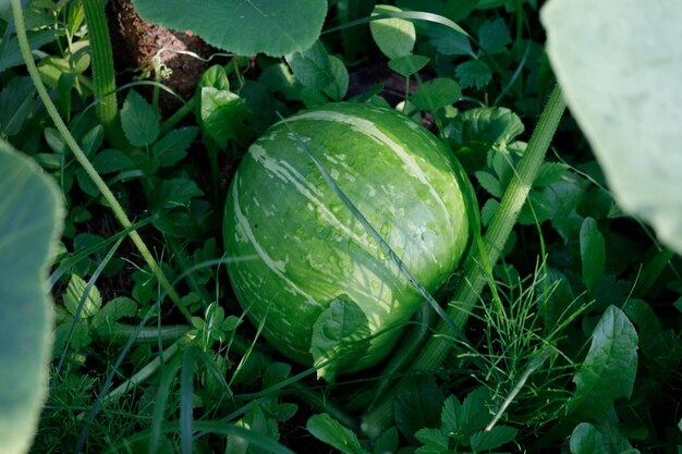 Watermelon in the garden