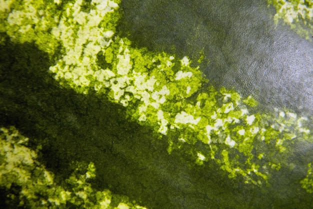 Photo watermelon green striped rind as background closeup