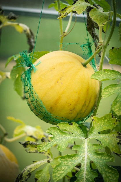 Watermelon growing in the garden