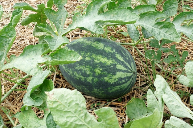 Photo watermelon growing on plantation