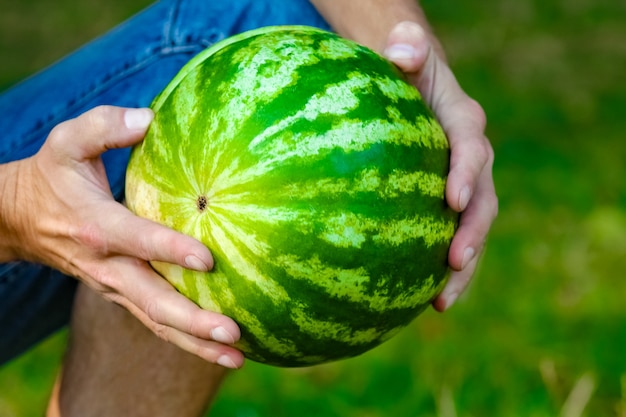 Watermelon in the hands of a guy in nature