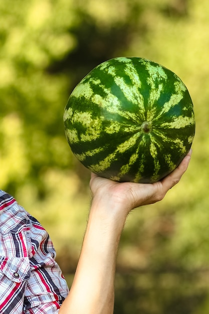 Photo watermelon in the hands of a guy in nature