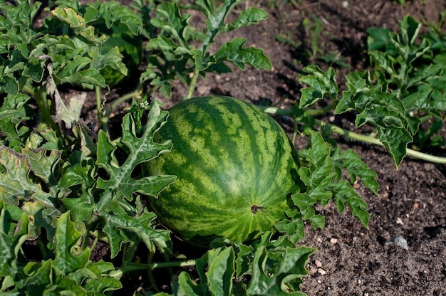 A watermelon is on the ground in a garden.