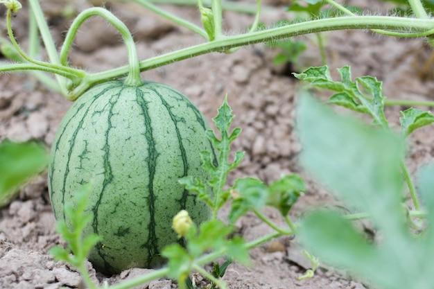 Foto watermelon op het veld