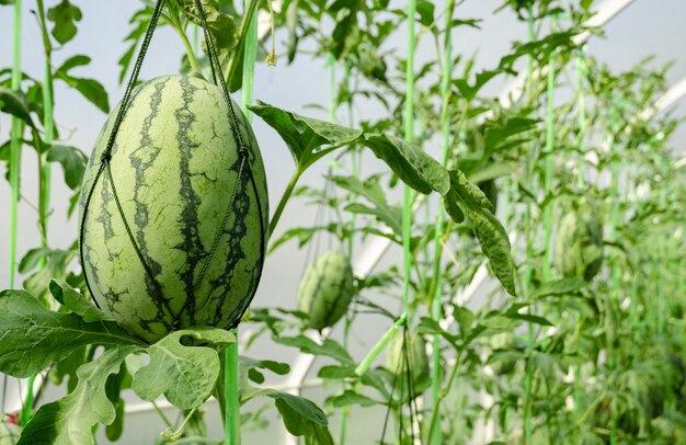 Watermelon plantation in greenhouse with unripe tropical fruit