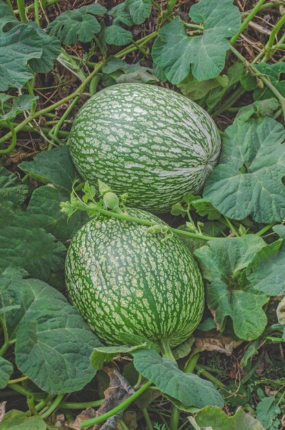 Watermelon and a pumpkin  cross