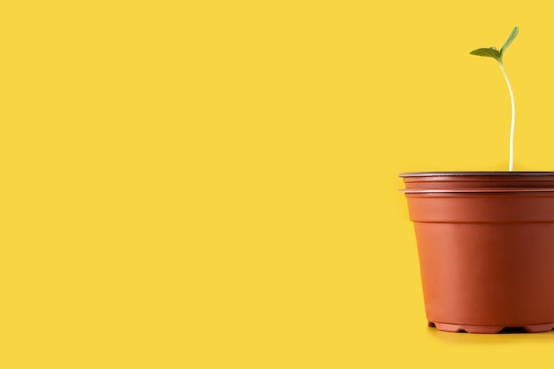 Watermelon seeding growing in a pot on yellow background