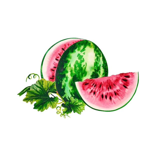 Watermelon. Watercolor illustration.