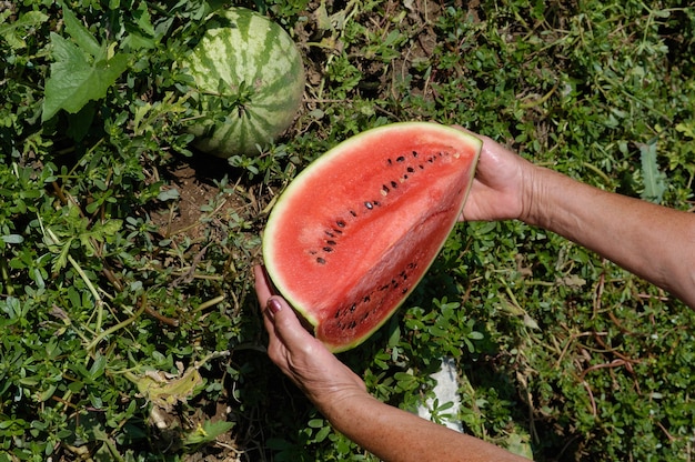 Watermelon 