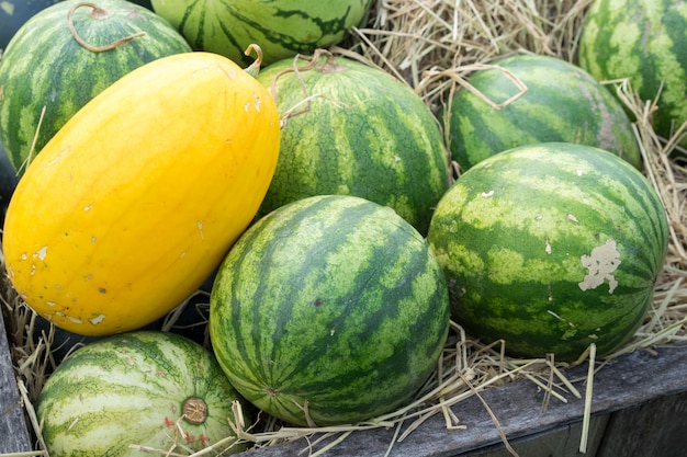 Watermelons on straw in wooden crate. Organic orchard.