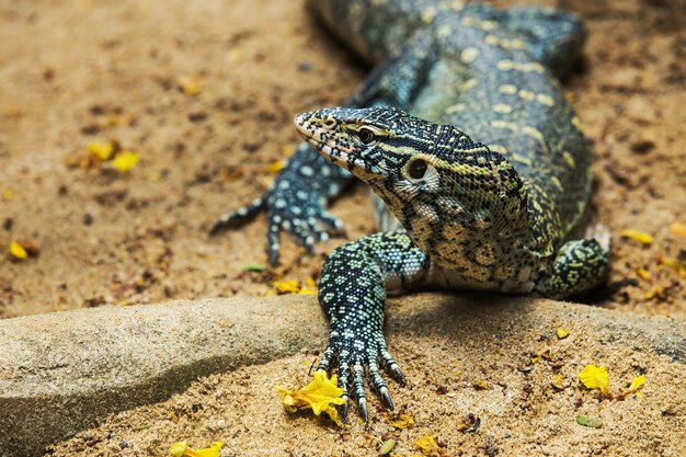 watermonitor hagedis (varanus salvator)