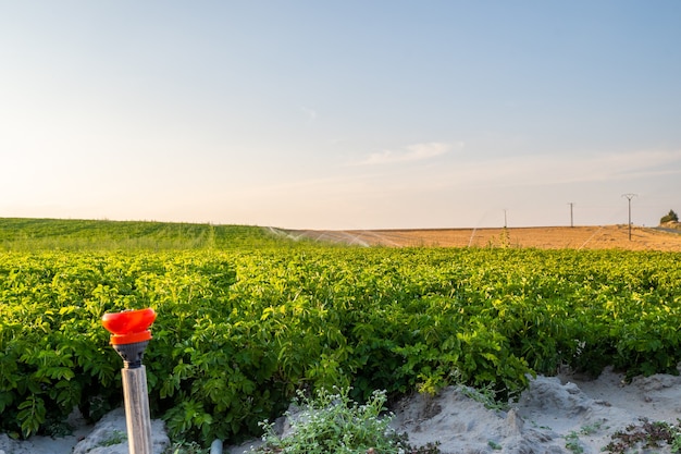 Waternevel bij zonsondergang, irrigatiesysteem voor landbouwirrigatie in het veld en ondiepe velddiepte
