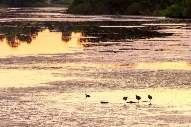 Wateroppervlak van de rivier met weerspiegeling van bomen en vogels tijdens de zonsondergang