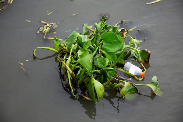 Waterplant inheemse Pontederia Eichhornia crassipes of gewone waterhyacint en afval drijvend en stromend op het oppervlaktewater van de Tha Chin rivier in de stad Tha Chalom Mahachai in Samut Sakhon, Thailand
