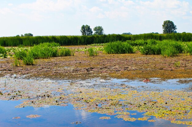 Waterplanten in een moeras