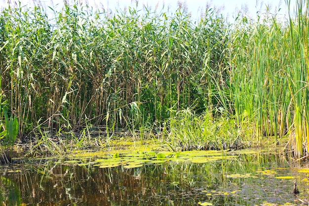 Waterplanten in een moeras