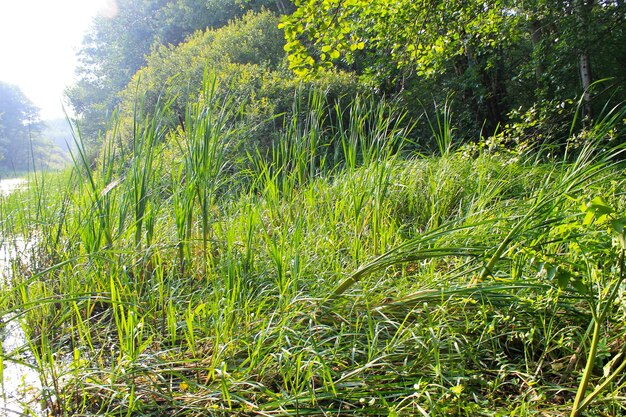 Waterplanten in een moeras