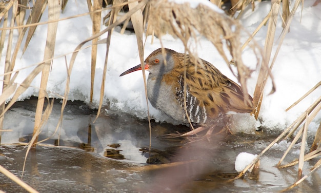 Waterrail staat in ijswater in de winter