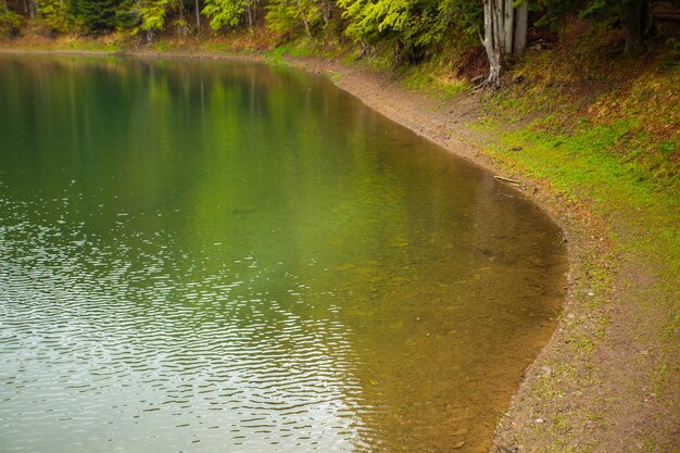 Waterside of clear lake with reflection of forest  surrounded by summer nature