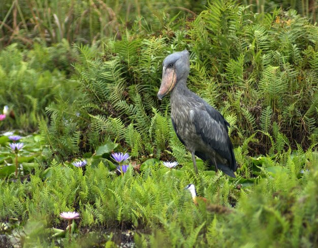 Photo waterside scenery with shoebill